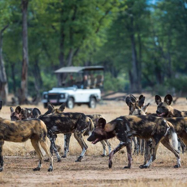 Highlights-of-Zimbabwe-Safari Highlights of Zimbabwe Safari