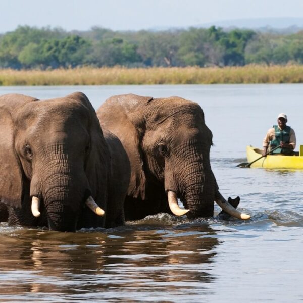 Zambia_LowerZambezi_OldMondoro_Activity_CanoeingWithElephant Zambia LowerZambezi OldMondoro Activity CanoeingWithElephant