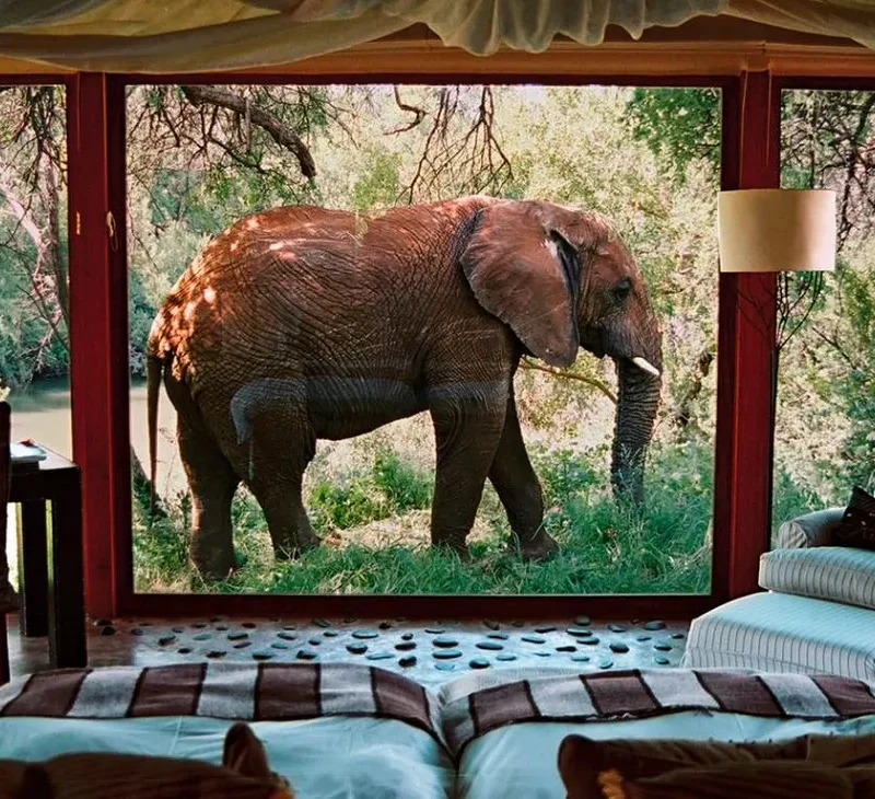 sanctuary-makanyane-safari-lodge-north-west-province sanctuary-makanyane-safari-lodge-north-west-province