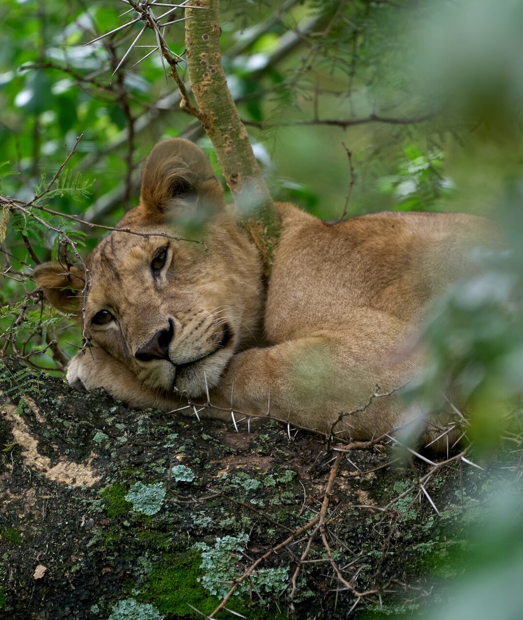 Uganda Safaris & Holidays Uganda Safaris & Holidays