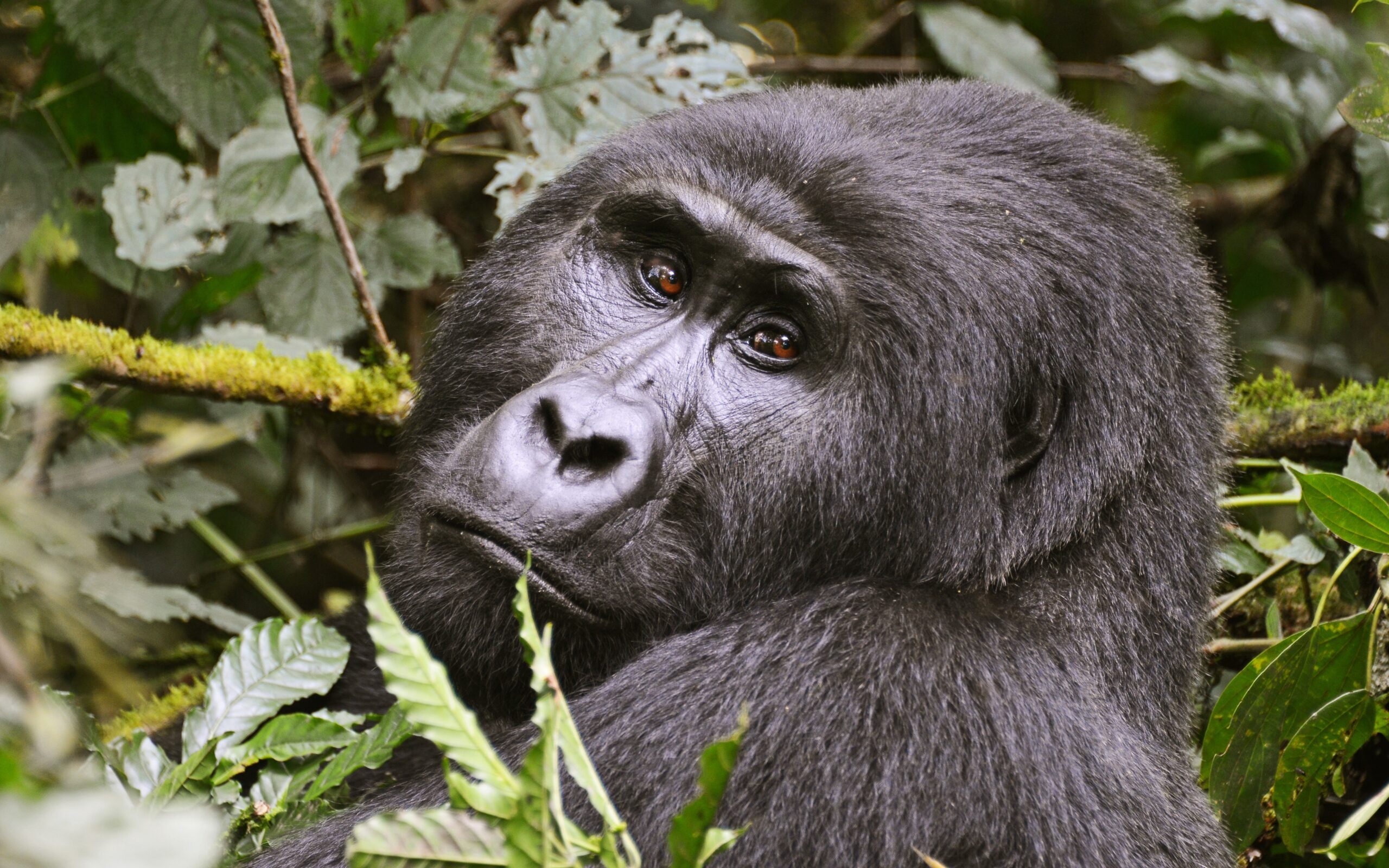 bwindi Bwindi