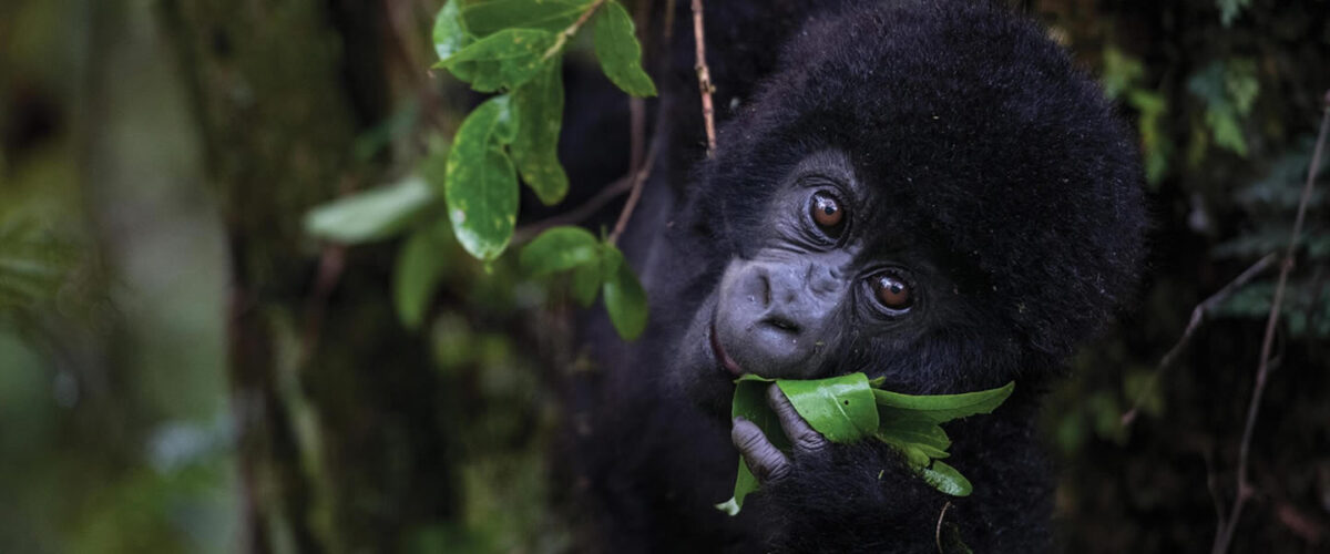 Bwindi Impenetrable vs Mgahinga: Which Gorilla Park Is Right for You?