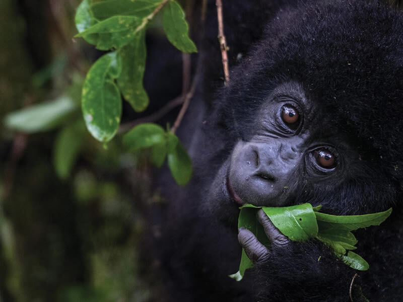 Bwindi Impenetrable vs Mgahinga: Which Gorilla Park Is Right for You? Bwindi Impenetrable vs Mgahinga: Which Gorilla Park Is Right for You?