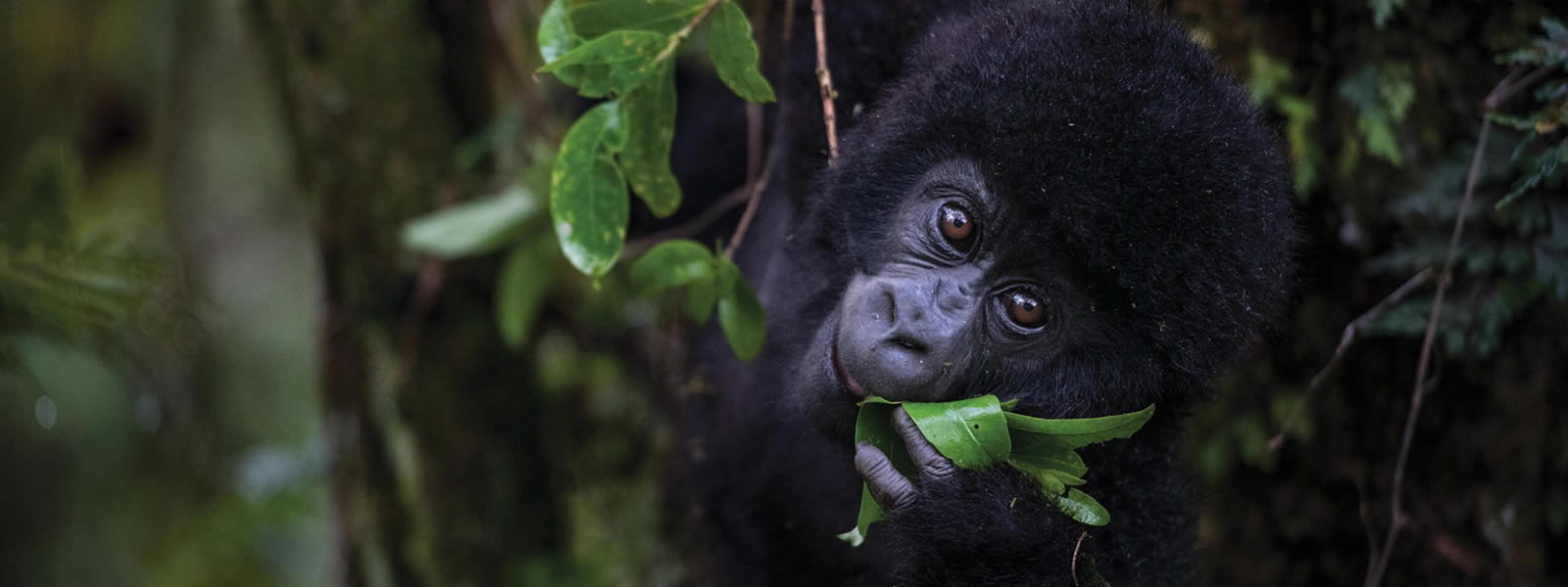 Bwindi Impenetrable vs Mgahinga: Which Gorilla Park Is Right for You?