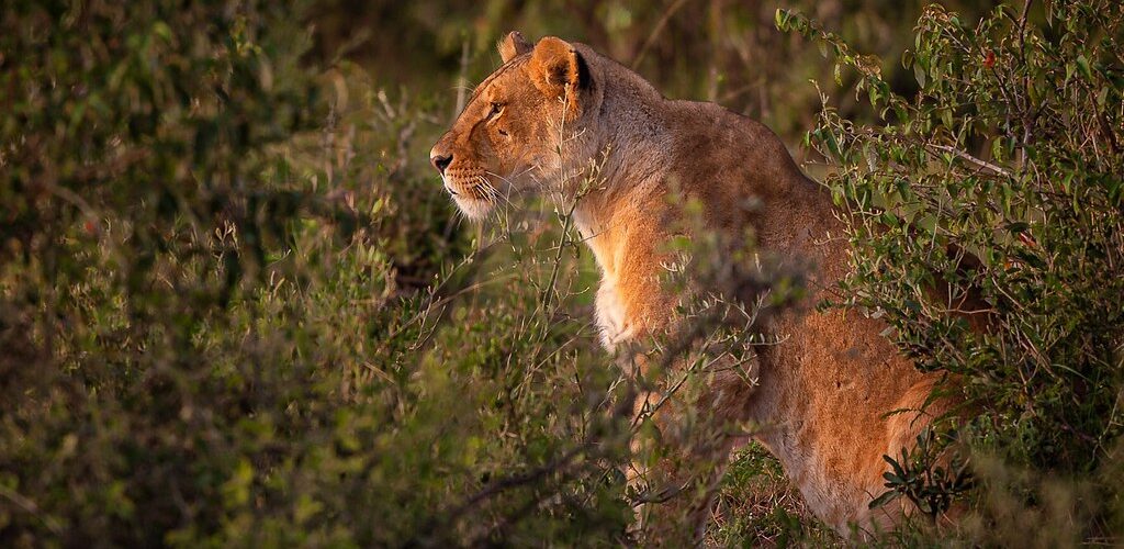 The Maasai and Kenya's Safari Industry