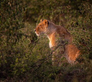 The Maasai and Kenya's Safari Industry