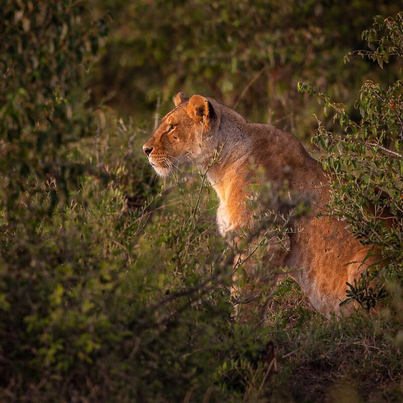 The Maasai and Kenya's Safari Industry The Maasai and Kenya's Safari Industry
