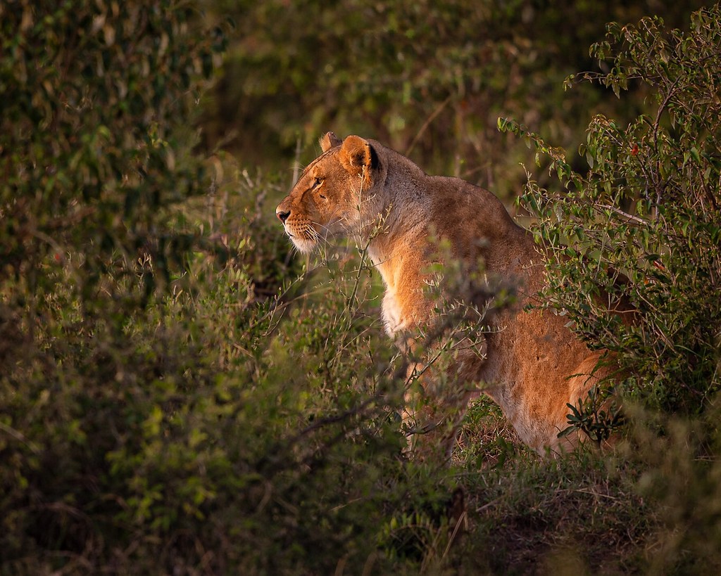 The Maasai and Kenya's Safari Industry