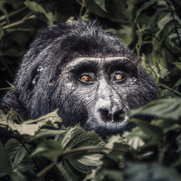 3-Day Gorilla trekking safari in Uganda Header Image 3 Day Gorilla trekking safari in Uganda Header Image