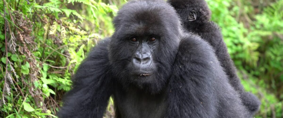 Rwanda’s Gorilla Conservation Story