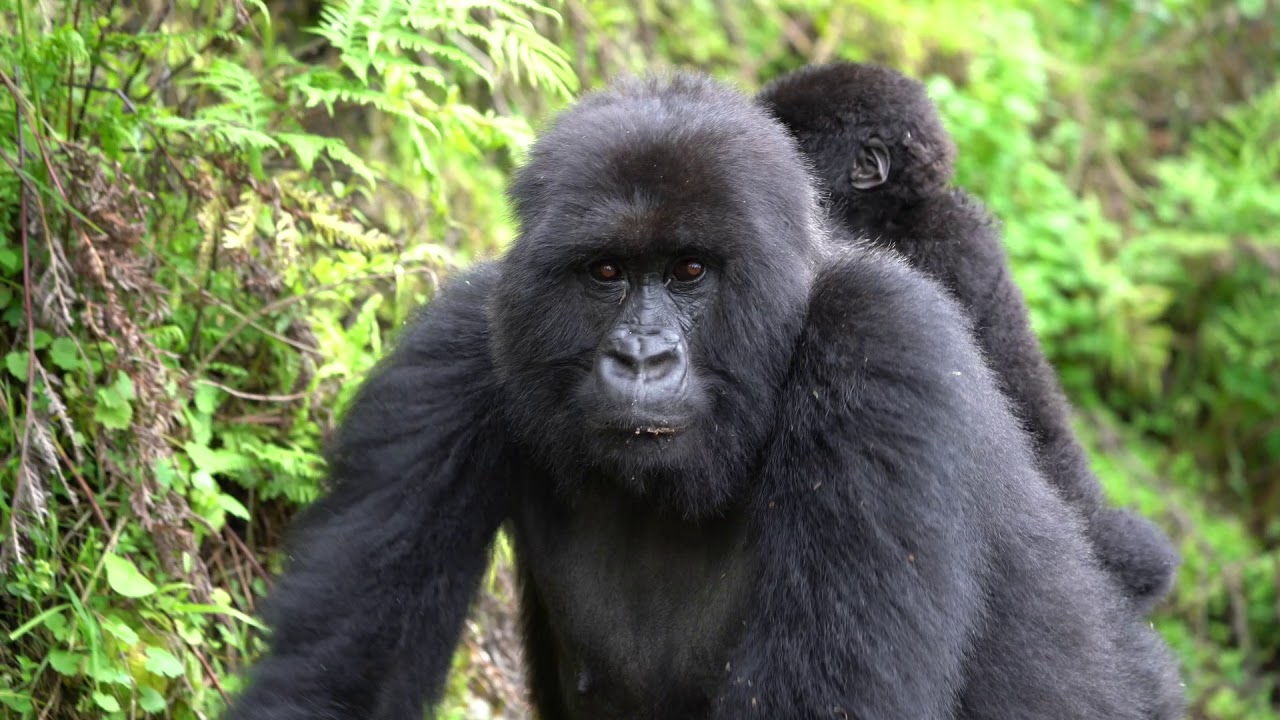 Rwanda’s Gorilla Conservation Story