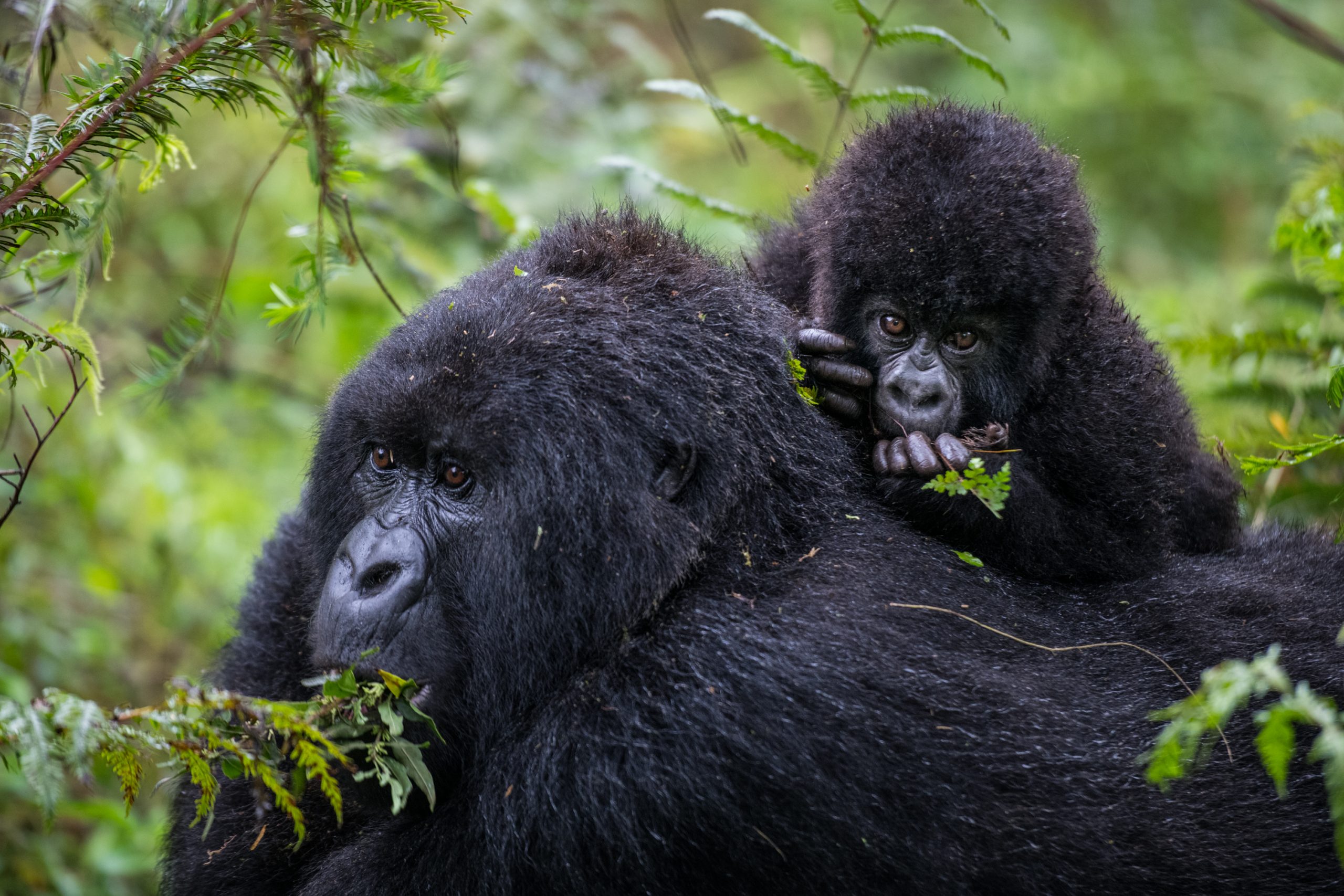 Rwanda Gorilla Permit