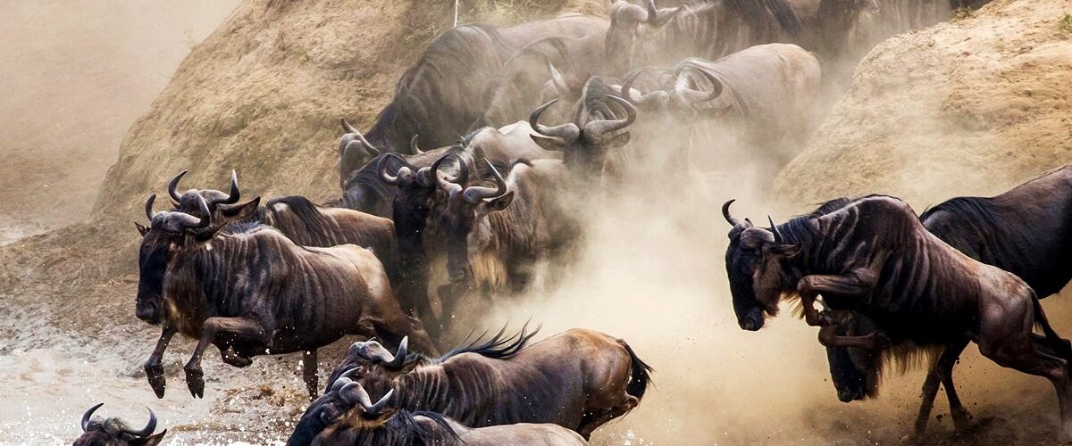 Great Migration vs Kenya’s Masai Mara