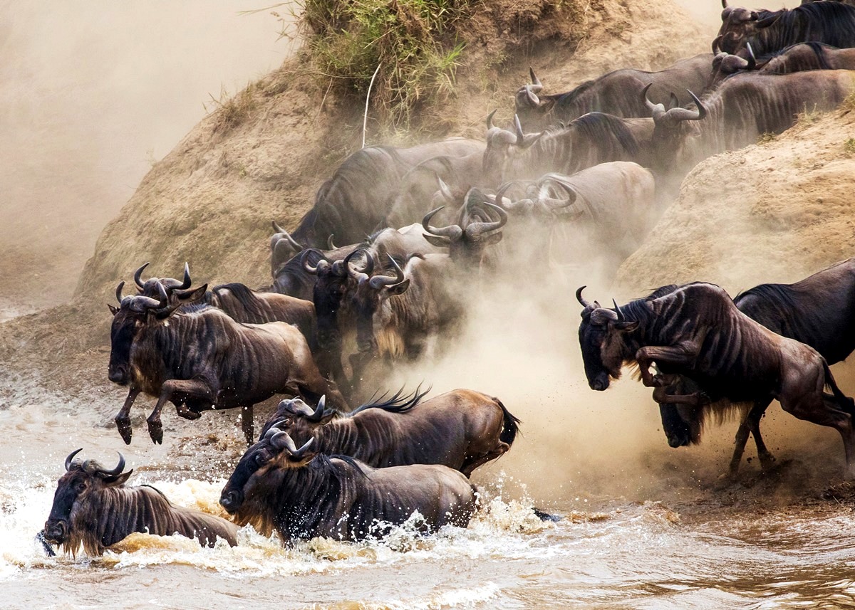 Great Migration vs Kenya’s Masai Mara