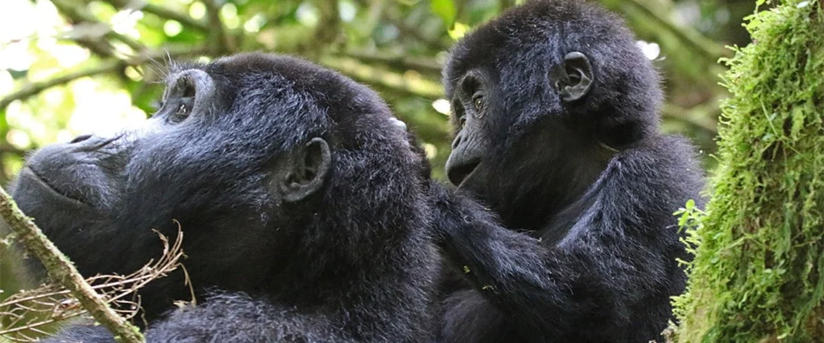 Bwindi Trekking Conditions by Season