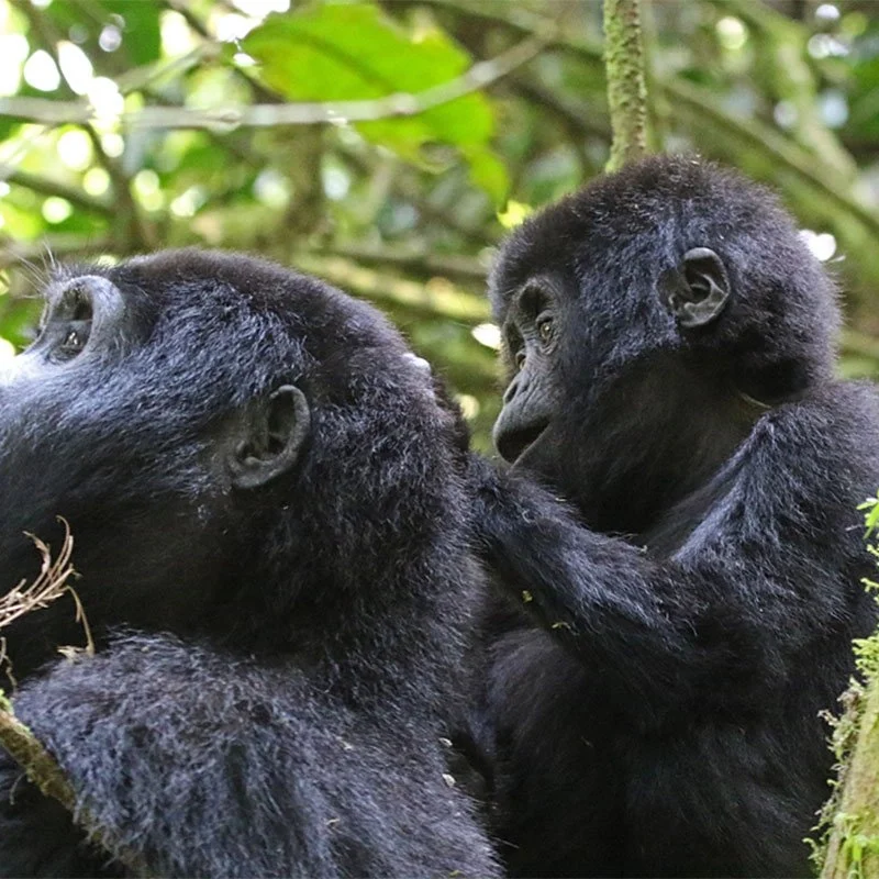 Bwindi Trekking Conditions by Season