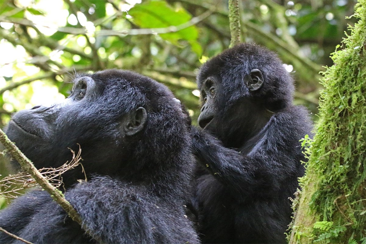 Bwindi Trekking Conditions by Season