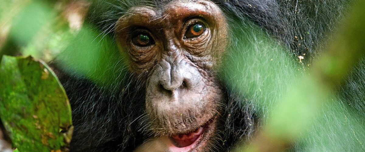 Chimpanzee Tracking in Kibale