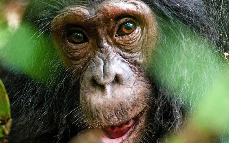 Chimpanzee Tracking in Kibale