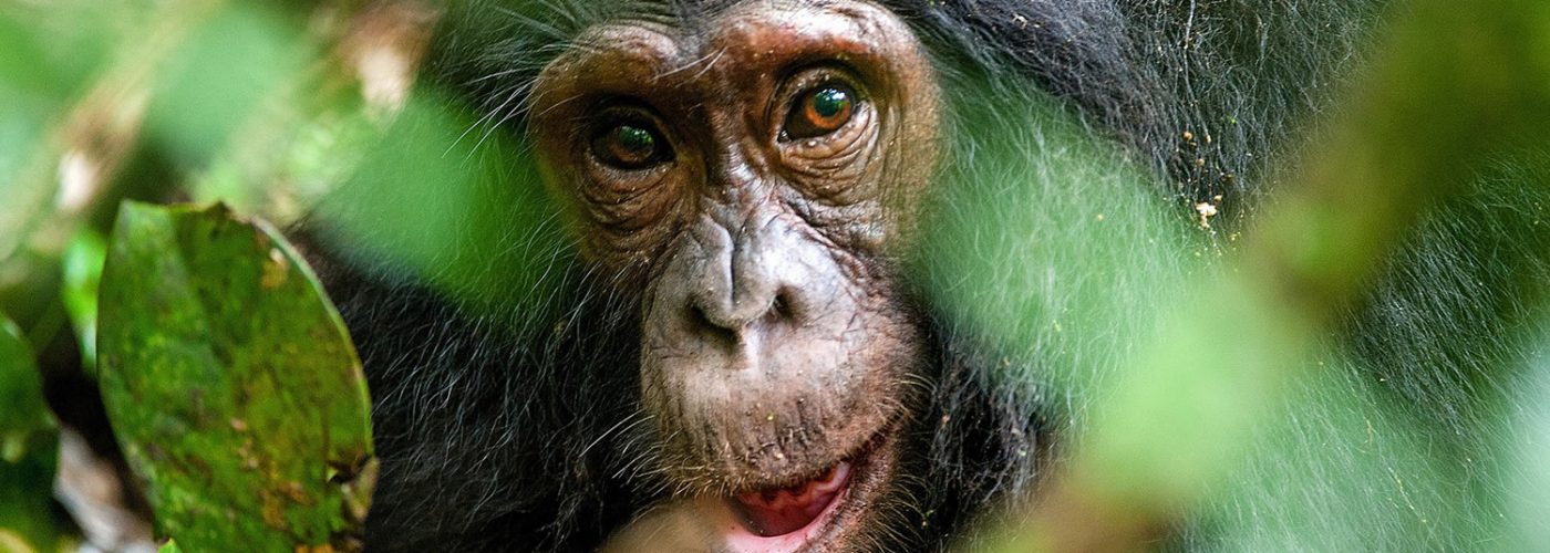 Chimpanzee Tracking in Kibale