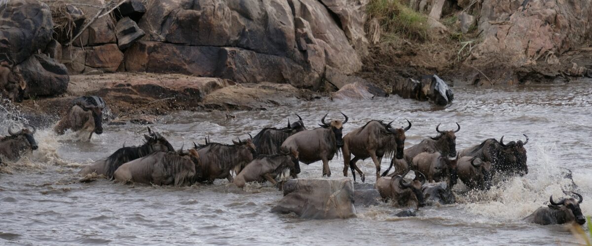 Great Migration in Kenya 2026