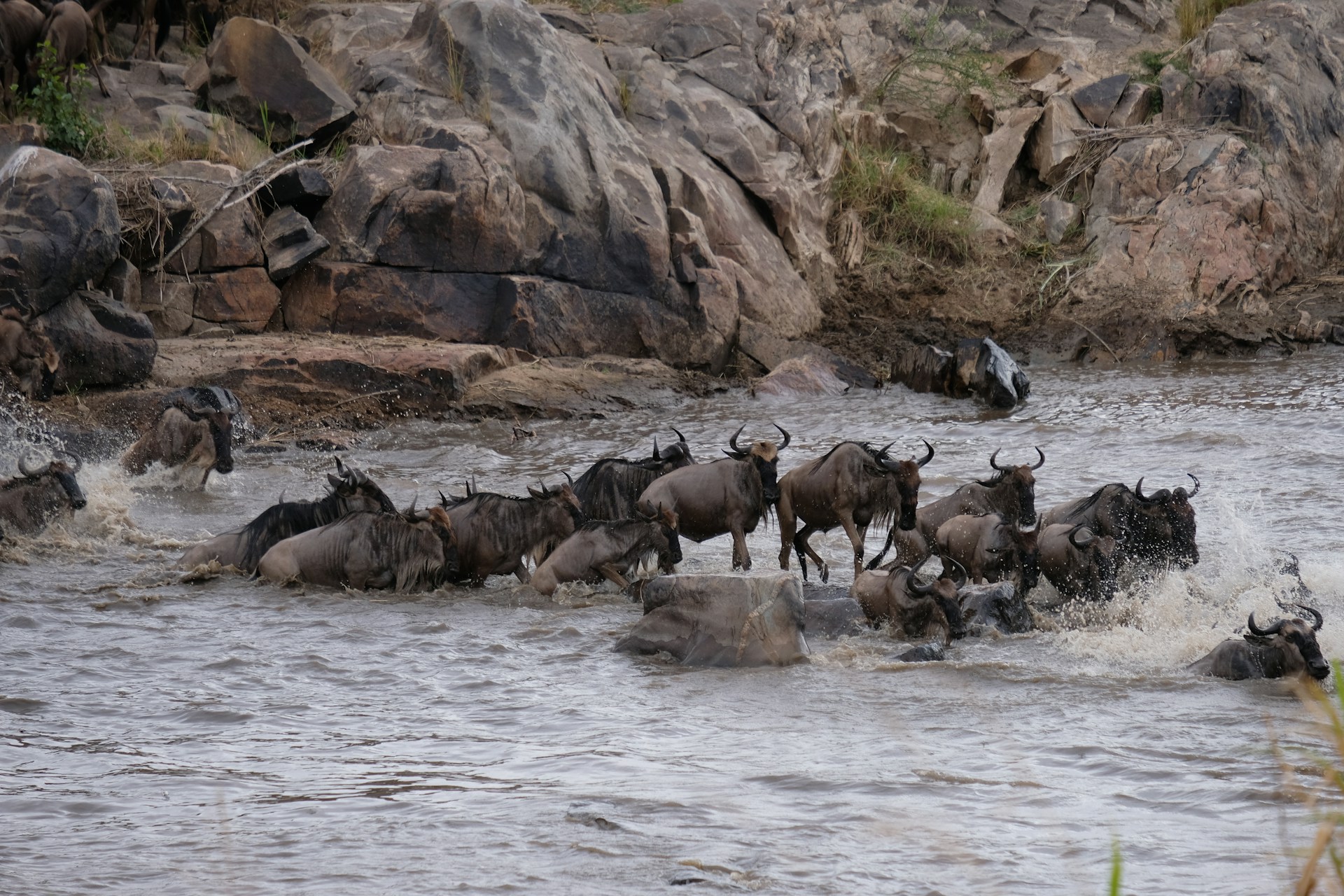Great Migration in Kenya 2026