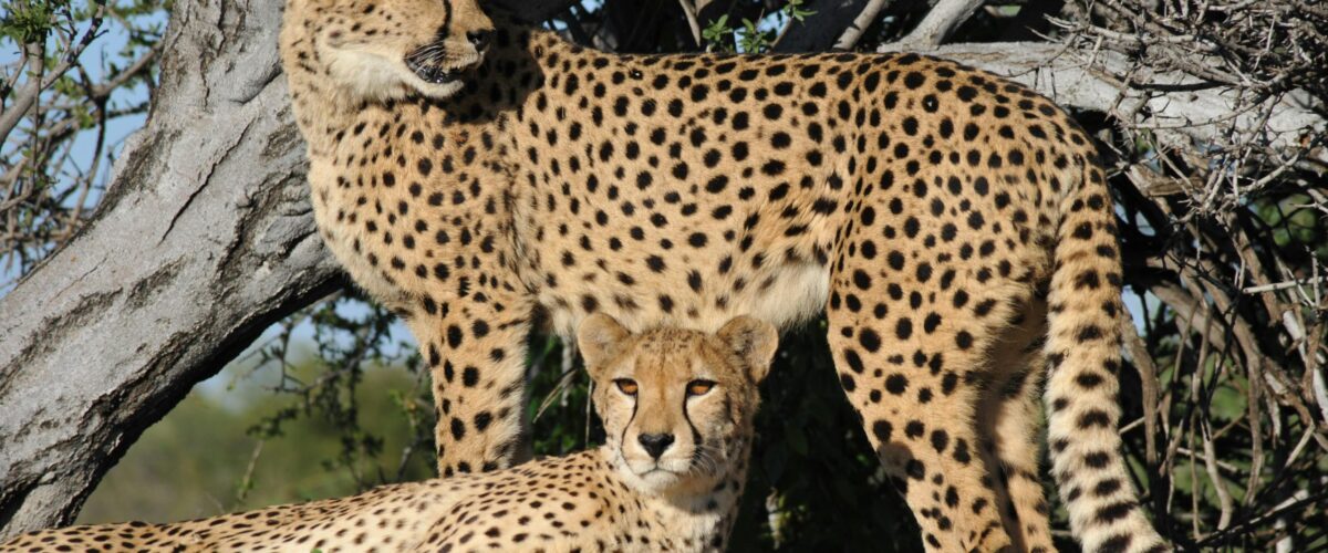 Kenya and Uganda Combined Safari