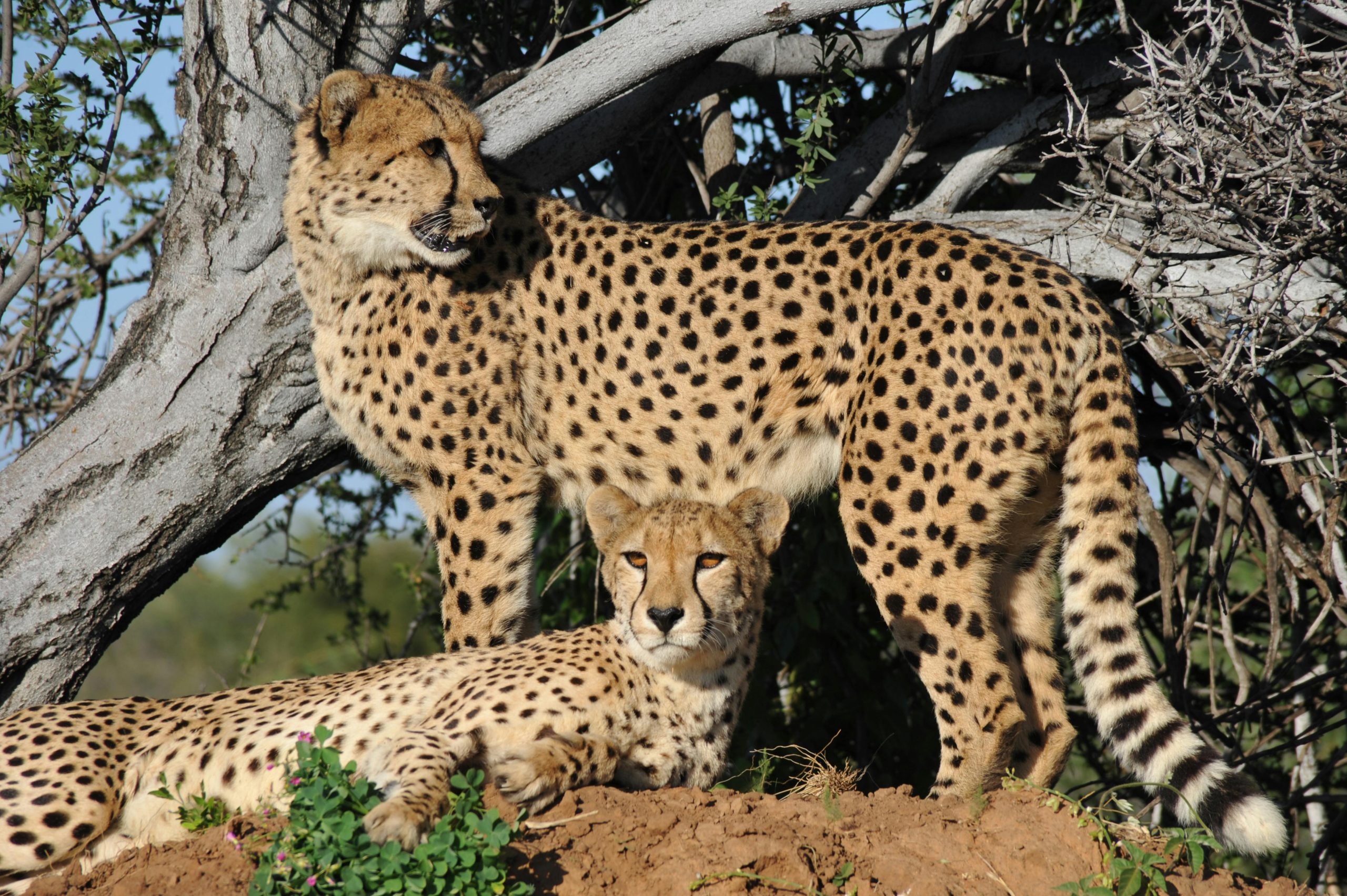 Kenya and Uganda Combined Safari