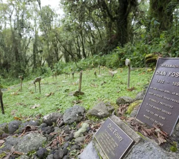 Dian Fossey’s Legacy in Rwanda