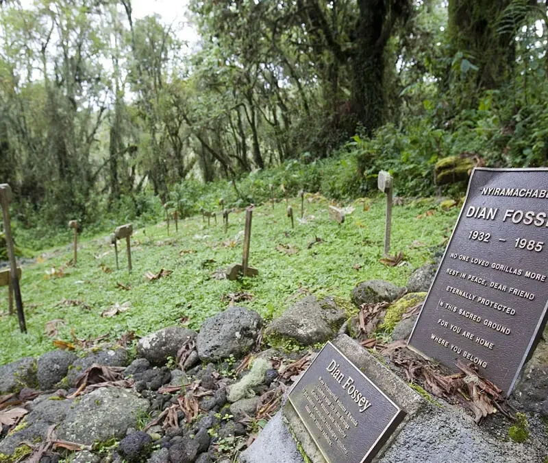 Dian Fossey’s Legacy in Rwanda