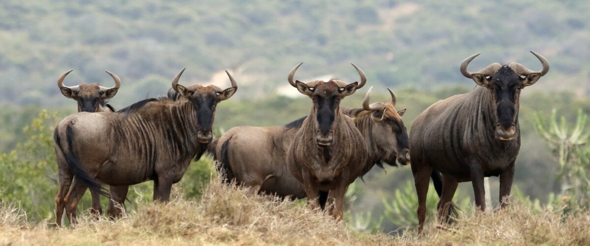 The Great Migration Is Not Just in the Serengeti
