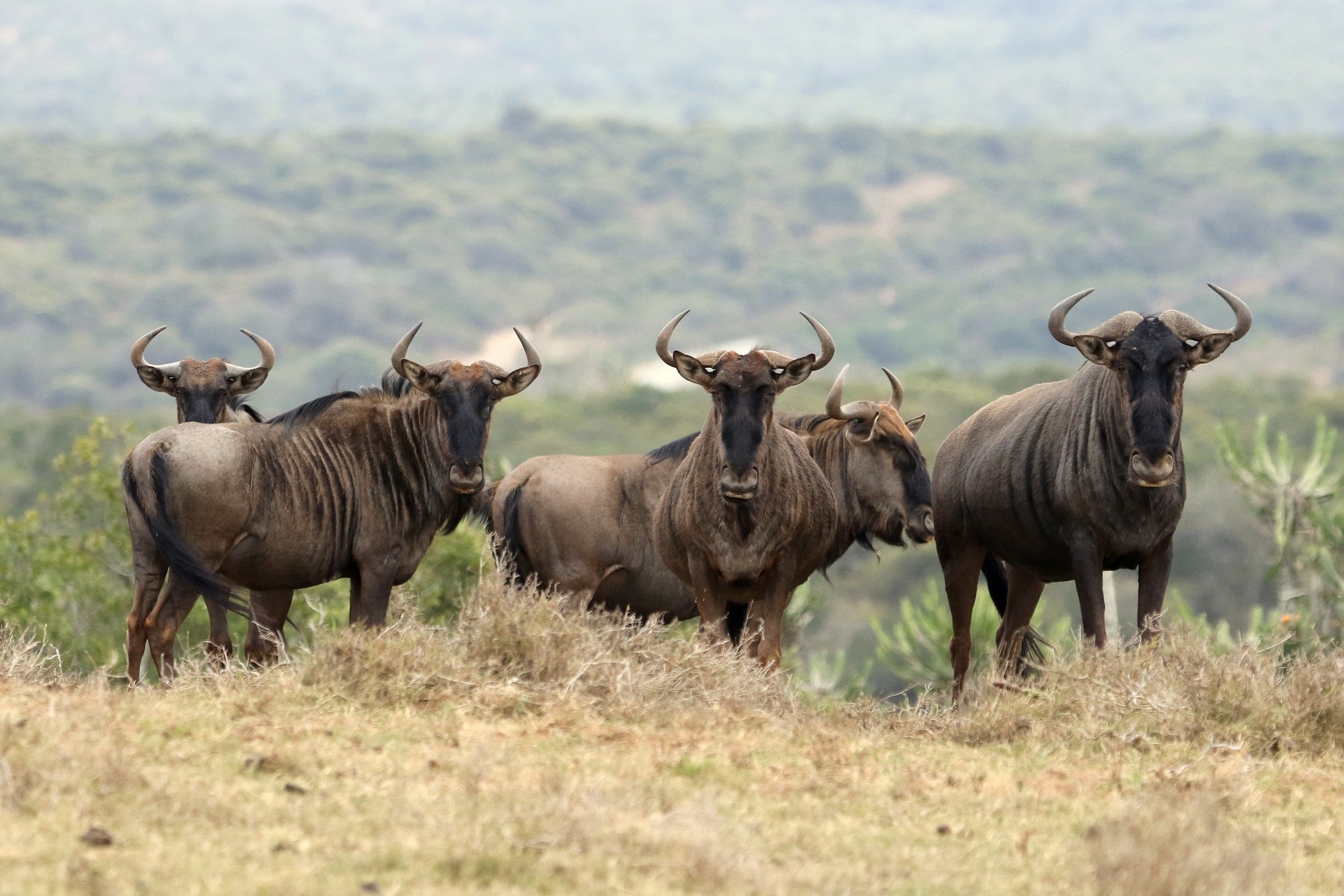 The Great Migration Is Not Just in the Serengeti