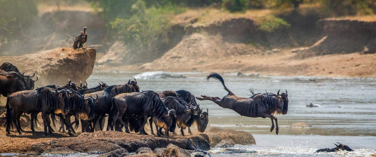 How Far in Advance Should You Book a Great Migration Safari?