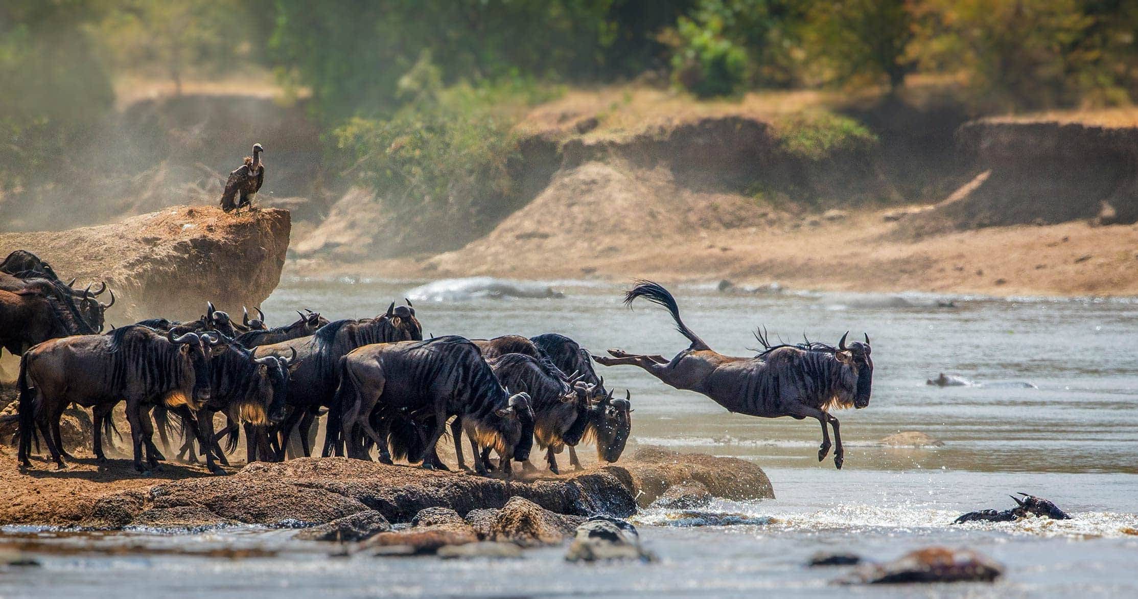 How Far in Advance Should You Book a Great Migration Safari?