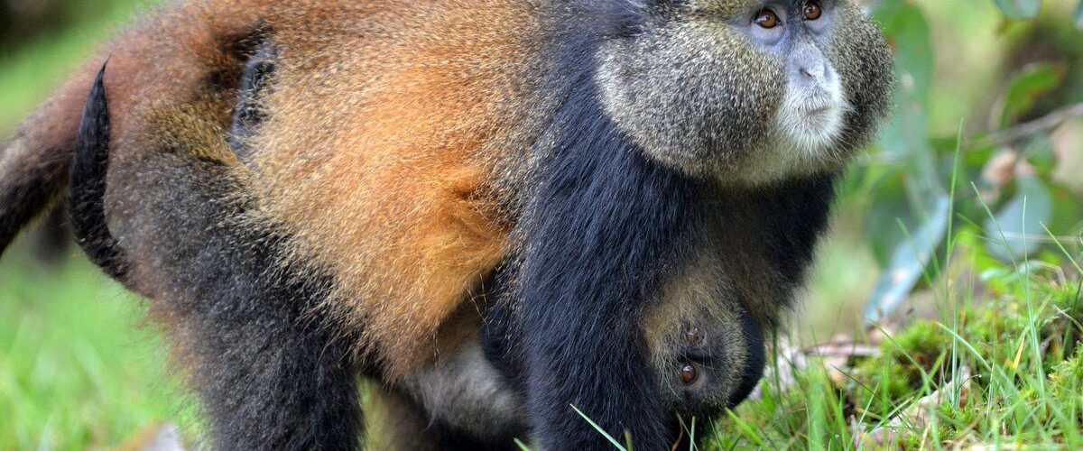 Can You Combine Gorilla and Golden Monkey Trekking in One Day?