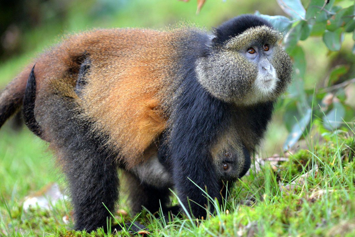 Can You Combine Gorilla and Golden Monkey Trekking in One Day?