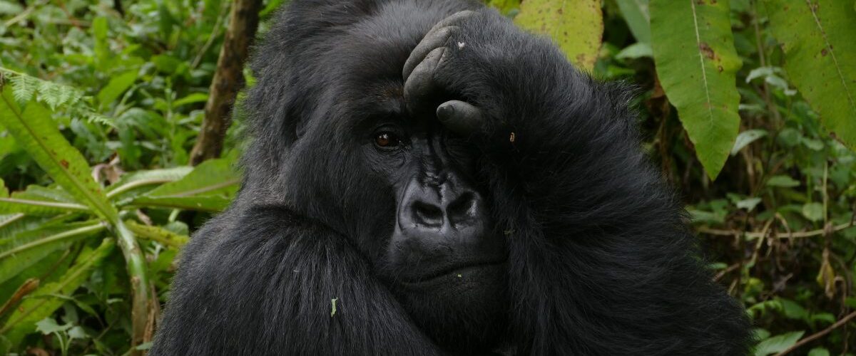 How Far in Advance Must You Book a Rwanda Gorilla Permit?