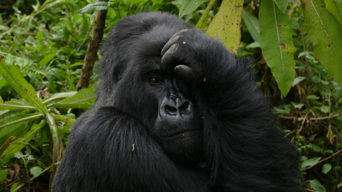 How Far in Advance Must You Book a Rwanda Gorilla Permit?