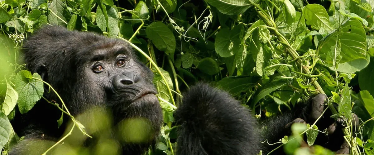 What Actually Happens on a Rwanda Gorilla Trek