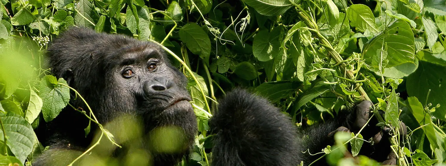 What Actually Happens on a Rwanda Gorilla Trek