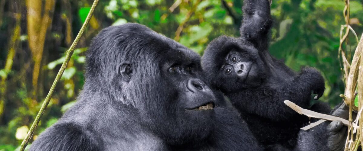 When Do Uganda's Baby Gorillas Appear? A Seasonal Guide for Wildlife Watchers Uganda gorilla baby season is one of the most misunderstood and frequently misrepresented topics in primate tourism planning, largely because most wildlife resources simplify gorilla reproduction into a generic, year round occurrence without explaining timing patterns, ecological influences, or observational probabilities In reality, mountain gorilla births in Uganda do not follow a strict seasonal cycle, but their visibility, observation likelihood, and behavioural context are strongly influenced by environmental conditions across ecosystems such as Bwindi Impenetrable National Park and Mgahinga Gorilla National Park Understanding when Uganda’s baby gorillas appear requires separating biological reproduction cycles from tourism visibility cycles Births occur throughout the year, but what visitors experience in the forest is shaped by gorilla group movement, trekking conditions, vegetation density, and infant developmental stages Gorilla Birth Patterns and Why There Is No Fixed Season Continuous Reproduction Cycle in Mountain Gorillas Mountain gorillas do not follow a seasonal breeding calendar Female gorillas can give birth at any time of the year depending on reproductive readiness, social stability, and group dynamics This results in a continuous but staggered birth distribution across gorilla populations In Uganda gorilla baby season discussions, this is the most critical correction: there is no synchronized birth period like some savannah herbivores or migratory bird species Long Gestation and Low Birth Frequency Mountain gorillas have a long gestation period of approximately eight and a half months, and females typically give birth once every four to six years This slow reproductive rate means that baby gorillas are always present somewhere in the population, but never concentrated into a visible seasonal cluster This biological structure ensures population stability but limits predictability for “baby viewing seasons ” Why Visitors Perceive Seasonal Baby Gorilla Patterns Visibility Bias During Dry Trekking Conditions Although births are year round, visitors often report seeing more baby gorillas during certain months This is not due to increased births but improved visibility conditions during trekking During drier trekking periods in Bwindi Impenetrable Forest, vegetation is slightly less dense, trails are more accessible, and tracking time is reduced This increases the likelihood of reaching gorilla groups during active social periods where infants are more visible Behavioural Activity Windows Baby gorillas are most observable during feeding, resting, and play phases These activities are influenced by weather conditions and group movement patterns rather than birth timing In ecosystems like Bwindi Impenetrable National Park, gorilla groups often adjust feeding intensity based on rainfall cycles, which indirectly affects how often infants are seen interacting Infant Gorilla Development Stages and Visibility Newborn Stage (0–3 Months) Newborn gorillas remain in constant physical contact with their mothers During this stage, visibility is limited because infants are typically carried and shielded within dense fur or maternal positioning This stage is the least likely for tourists to observe clearly, especially in dense forest conditions Early Exploration Stage (3–9 Months) At this stage, infants begin to separate briefly from their mothers and explore nearby vegetation or group members This is when most “baby gorilla sightings” occur during trekking experiences Play behaviour begins to emerge, including short climbing attempts and interaction with juveniles Juvenile Transition Stage (9 Months–3 Years) Juvenile gorillas become highly active, engaging in play, imitation, and social exploration This is the most visually engaging stage for visitors because movement is frequent and behaviour is expressive In Uganda gorilla baby season observations, this stage is often mistaken for “peak baby season” due to high visibility, even though it is unrelated to birth timing Seasonal Trekking Conditions and Baby Gorilla Sightings Rainy Season Trekking Context During wetter months in Bwindi Impenetrable National Park, trekking conditions become more physically demanding due to mud, reduced trail stability, and dense vegetation However, gorilla groups often feed more actively during or after rainfall, which can increase infant interaction visibility within groups once they are located The challenge is not absence of baby gorillas but reduced tracking efficiency and slower access to groups Dry Season Trekking Context During drier periods, trekking efficiency improves significantly Trails are more stable, search times are often shorter, and visibility within forest clearings improves This increases the probability of observing gorilla families during calm behavioural phases such as feeding or resting, where infants are more likely to be visible Social Structure Influence on Infant Visibility Silverback Positioning and Infant Protection The silverback plays a protective role in regulating group movement and infant safety In stable groups, infants are often kept within central positions during movement phases, reducing visibility during trekking However, during resting or feeding phases, infants may spread out slightly, increasing observation opportunities Maternal Behavioural Strategies Mother gorillas regulate infant exposure based on perceived environmental safety In more open or stable conditions, infants may be more visible and socially active In denser or more alert environments, they remain closely attached This behavioural adjustment affects how often visitors perceive “baby gorilla activity ” Gorilla Group Dynamics and Infant Interaction Role of Juveniles in Baby Socialisation Juvenile gorillas play a key role in infant development They initiate play interactions, which are among the most visually dynamic behaviours observed during trekking These interactions include climbing assistance, mock wrestling, and shared feeding exploration Alloparenting Behaviour In gorilla societies, non maternal care (alloparenting) is common Adult females and even some juveniles may interact with infants in protective or playful ways This increases the range of infant visibility across group members, making sightings more dynamic and distributed Habitat Influence on Baby Gorilla Observation Bwindi Impenetrable Forest Density Effects In Bwindi Impenetrable Forest, vegetation density directly influences visibility Thick undergrowth can obscure infants even when they are present within a few meters However, forest openings, feeding clearings, and ridge line rest areas significantly improve observation chances Mgahinga Forest Elevation Variation In Mgahinga Gorilla National Park, elevation gradients create slightly different vegetation structures, which can affect how often infants are visible during trekking Higher bamboo zones often provide clearer sightlines compared to lower dense forest sections Tracking Logistics and Baby Gorilla Encounter Probability Search Time and Encounter Duration The probability of seeing baby gorillas is strongly influenced by how quickly a gorilla group is located Shorter search times often result in longer observation windows, increasing infant interaction visibility Conversely, longer tracking times may reduce stationary observation duration, limiting detailed behavioural viewing Group Location Stability Some gorilla groups remain in more predictable zones depending on seasonal feeding patterns These stable locations indirectly improve infant observation frequency for trekking groups assigned to those families Misconceptions About Uganda Gorilla Baby Season Misinterpretation of Seasonal Birth Cycles One of the most common misconceptions is that Uganda gorilla baby season occurs at a specific time of year This is incorrect biologically, as reproduction is not seasonally synchronized Confusion Between Visibility and Birth Rate Many travellers confuse increased visibility of juveniles during dry trekking conditions with actual increases in birth frequency In reality, birth rates remain constant year round Overemphasis on Tourism Seasonality Models Standard safari season charts focus on weather and accessibility, not biological reproduction cycles This creates misleading assumptions about “best baby gorilla viewing months ” Field Reality of Observing Baby Gorillas in Uganda Behaviour Driven Observation, Not Calendar Based Prediction Baby gorilla sightings are determined by behavioural conditions rather than seasonal timing Feeding patterns, resting cycles, and group movement all influence visibility more than calendar months Unpredictability as a Core Feature Even under ideal trekking conditions, infant visibility cannot be guaranteed Gorillas decide movement and positioning based on internal group dynamics rather than tourist expectations Role of Guide Interpretation Experienced guides significantly influence observation success by interpreting gorilla movement patterns, predicting resting zones, and identifying likely infant activity areas Uganda Gorilla Baby Season as an Experience System Uganda gorilla baby season is not a biological event tied to specific months but a perception shaped by trekking conditions, group behaviour, and environmental visibility Baby gorillas are present throughout the year across Uganda’s mountain gorilla populations, but their visibility depends on how forest conditions, altitude, and group dynamics align during each trek In ecosystems like Bwindi Impenetrable National Park, the experience of seeing baby gorillas is less about timing and more about interaction with a continuously active and socially complex primate system operating within a dense and dynamic rainforest environment