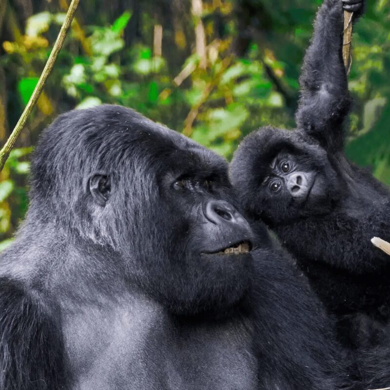 When Do Uganda's Baby Gorillas Appear? A Seasonal Guide for Wildlife Watchers Uganda gorilla baby season is one of the most misunderstood and frequently misrepresented topics in primate tourism planning, largely because most wildlife resources simplify gorilla reproduction into a generic, year-round occurrence without explaining timing patterns, ecological influences, or observational probabilities. In reality, mountain gorilla births in Uganda do not follow a strict seasonal cycle, but their visibility, observation likelihood, and behavioural context are strongly influenced by environmental conditions across ecosystems such as Bwindi Impenetrable National Park and Mgahinga Gorilla National Park. Understanding when Uganda’s baby gorillas appear requires separating biological reproduction cycles from tourism visibility cycles. Births occur throughout the year, but what visitors experience in the forest is shaped by gorilla group movement, trekking conditions, vegetation density, and infant developmental stages. Gorilla Birth Patterns and Why There Is No Fixed Season Continuous Reproduction Cycle in Mountain Gorillas Mountain gorillas do not follow a seasonal breeding calendar. Female gorillas can give birth at any time of the year depending on reproductive readiness, social stability, and group dynamics. This results in a continuous but staggered birth distribution across gorilla populations. In Uganda gorilla baby season discussions, this is the most critical correction: there is no synchronized birth period like some savannah herbivores or migratory bird species. Long Gestation and Low Birth Frequency Mountain gorillas have a long gestation period of approximately eight and a half months, and females typically give birth once every four to six years. This slow reproductive rate means that baby gorillas are always present somewhere in the population, but never concentrated into a visible seasonal cluster. This biological structure ensures population stability but limits predictability for “baby viewing seasons.” Why Visitors Perceive Seasonal Baby Gorilla Patterns Visibility Bias During Dry Trekking Conditions Although births are year-round, visitors often report seeing more baby gorillas during certain months. This is not due to increased births but improved visibility conditions during trekking. During drier trekking periods in Bwindi Impenetrable Forest, vegetation is slightly less dense, trails are more accessible, and tracking time is reduced. This increases the likelihood of reaching gorilla groups during active social periods where infants are more visible. Behavioural Activity Windows Baby gorillas are most observable during feeding, resting, and play phases. These activities are influenced by weather conditions and group movement patterns rather than birth timing. In ecosystems like Bwindi Impenetrable National Park, gorilla groups often adjust feeding intensity based on rainfall cycles, which indirectly affects how often infants are seen interacting. Infant Gorilla Development Stages and Visibility Newborn Stage (0–3 Months) Newborn gorillas remain in constant physical contact with their mothers. During this stage, visibility is limited because infants are typically carried and shielded within dense fur or maternal positioning. This stage is the least likely for tourists to observe clearly, especially in dense forest conditions. Early Exploration Stage (3–9 Months) At this stage, infants begin to separate briefly from their mothers and explore nearby vegetation or group members. This is when most “baby gorilla sightings” occur during trekking experiences. Play behaviour begins to emerge, including short climbing attempts and interaction with juveniles. Juvenile Transition Stage (9 Months–3 Years) Juvenile gorillas become highly active, engaging in play, imitation, and social exploration. This is the most visually engaging stage for visitors because movement is frequent and behaviour is expressive. In Uganda gorilla baby season observations, this stage is often mistaken for “peak baby season” due to high visibility, even though it is unrelated to birth timing. Seasonal Trekking Conditions and Baby Gorilla Sightings Rainy Season Trekking Context During wetter months in Bwindi Impenetrable National Park, trekking conditions become more physically demanding due to mud, reduced trail stability, and dense vegetation. However, gorilla groups often feed more actively during or after rainfall, which can increase infant interaction visibility within groups once they are located. The challenge is not absence of baby gorillas but reduced tracking efficiency and slower access to groups. Dry Season Trekking Context During drier periods, trekking efficiency improves significantly. Trails are more stable, search times are often shorter, and visibility within forest clearings improves. This increases the probability of observing gorilla families during calm behavioural phases such as feeding or resting, where infants are more likely to be visible. Social Structure Influence on Infant Visibility Silverback Positioning and Infant Protection The silverback plays a protective role in regulating group movement and infant safety. In stable groups, infants are often kept within central positions during movement phases, reducing visibility during trekking. However, during resting or feeding phases, infants may spread out slightly, increasing observation opportunities. Maternal Behavioural Strategies Mother gorillas regulate infant exposure based on perceived environmental safety. In more open or stable conditions, infants may be more visible and socially active. In denser or more alert environments, they remain closely attached. This behavioural adjustment affects how often visitors perceive “baby gorilla activity.” Gorilla Group Dynamics and Infant Interaction Role of Juveniles in Baby Socialisation Juvenile gorillas play a key role in infant development. They initiate play interactions, which are among the most visually dynamic behaviours observed during trekking. These interactions include climbing assistance, mock wrestling, and shared feeding exploration. Alloparenting Behaviour In gorilla societies, non-maternal care (alloparenting) is common. Adult females and even some juveniles may interact with infants in protective or playful ways. This increases the range of infant visibility across group members, making sightings more dynamic and distributed. Habitat Influence on Baby Gorilla Observation Bwindi Impenetrable Forest Density Effects In Bwindi Impenetrable Forest, vegetation density directly influences visibility. Thick undergrowth can obscure infants even when they are present within a few meters. However, forest openings, feeding clearings, and ridge-line rest areas significantly improve observation chances. Mgahinga Forest Elevation Variation In Mgahinga Gorilla National Park, elevation gradients create slightly different vegetation structures, which can affect how often infants are visible during trekking. Higher bamboo zones often provide clearer sightlines compared to lower dense forest sections. Tracking Logistics and Baby Gorilla Encounter Probability Search Time and Encounter Duration The probability of seeing baby gorillas is strongly influenced by how quickly a gorilla group is located. Shorter search times often result in longer observation windows, increasing infant interaction visibility. Conversely, longer tracking times may reduce stationary observation duration, limiting detailed behavioural viewing. Group Location Stability Some gorilla groups remain in more predictable zones depending on seasonal feeding patterns. These stable locations indirectly improve infant observation frequency for trekking groups assigned to those families. Misconceptions About Uganda Gorilla Baby Season Misinterpretation of Seasonal Birth Cycles One of the most common misconceptions is that Uganda gorilla baby season occurs at a specific time of year. This is incorrect biologically, as reproduction is not seasonally synchronized. Confusion Between Visibility and Birth Rate Many travellers confuse increased visibility of juveniles during dry trekking conditions with actual increases in birth frequency. In reality, birth rates remain constant year-round. Overemphasis on Tourism Seasonality Models Standard safari season charts focus on weather and accessibility, not biological reproduction cycles. This creates misleading assumptions about “best baby gorilla viewing months.” Field Reality of Observing Baby Gorillas in Uganda Behaviour-Driven Observation, Not Calendar-Based Prediction Baby gorilla sightings are determined by behavioural conditions rather than seasonal timing. Feeding patterns, resting cycles, and group movement all influence visibility more than calendar months. Unpredictability as a Core Feature Even under ideal trekking conditions, infant visibility cannot be guaranteed. Gorillas decide movement and positioning based on internal group dynamics rather than tourist expectations. Role of Guide Interpretation Experienced guides significantly influence observation success by interpreting gorilla movement patterns, predicting resting zones, and identifying likely infant activity areas. Uganda Gorilla Baby Season as an Experience System Uganda gorilla baby season is not a biological event tied to specific months but a perception shaped by trekking conditions, group behaviour, and environmental visibility. Baby gorillas are present throughout the year across Uganda’s mountain gorilla populations, but their visibility depends on how forest conditions, altitude, and group dynamics align during each trek. In ecosystems like Bwindi Impenetrable National Park, the experience of seeing baby gorillas is less about timing and more about interaction with a continuously active and socially complex primate system operating within a dense and dynamic rainforest environment. When Do Uganda's Baby Gorillas Appear? A Seasonal Guide for Wildlife Watchers Uganda gorilla baby season is one of the most misunderstood and frequently misrepresented topics in primate tourism planning, largely because most wildlife resources simplify gorilla reproduction into a generic, year-round occurrence without explaining timing patterns, ecological influences, or observational probabilities. In reality, mountain gorilla births in Uganda do not follow a strict seasonal cycle, but their visibility, observation likelihood, and behavioural context are strongly influenced by environmental conditions across ecosystems such as Bwindi Impenetrable National Park and Mgahinga Gorilla National Park. Understanding when Uganda’s baby gorillas appear requires separating biological reproduction cycles from tourism visibility cycles. Births occur throughout the year, but what visitors experience in the forest is shaped by gorilla group movement, trekking conditions, vegetation density, and infant developmental stages. Gorilla Birth Patterns and Why There Is No Fixed Season Continuous Reproduction Cycle in Mountain Gorillas Mountain gorillas do not follow a seasonal breeding calendar. Female gorillas can give birth at any time of the year depending on reproductive readiness, social stability, and group dynamics. This results in a continuous but staggered birth distribution across gorilla populations. In Uganda gorilla baby season discussions, this is the most critical correction: there is no synchronized birth period like some savannah herbivores or migratory bird species. Long Gestation and Low Birth Frequency Mountain gorillas have a long gestation period of approximately eight and a half months, and females typically give birth once every four to six years. This slow reproductive rate means that baby gorillas are always present somewhere in the population, but never concentrated into a visible seasonal cluster. This biological structure ensures population stability but limits predictability for “baby viewing seasons.” Why Visitors Perceive Seasonal Baby Gorilla Patterns Visibility Bias During Dry Trekking Conditions Although births are year-round, visitors often report seeing more baby gorillas during certain months. This is not due to increased births but improved visibility conditions during trekking. During drier trekking periods in Bwindi Impenetrable Forest, vegetation is slightly less dense, trails are more accessible, and tracking time is reduced. This increases the likelihood of reaching gorilla groups during active social periods where infants are more visible. Behavioural Activity Windows Baby gorillas are most observable during feeding, resting, and play phases. These activities are influenced by weather conditions and group movement patterns rather than birth timing. In ecosystems like Bwindi Impenetrable National Park, gorilla groups often adjust feeding intensity based on rainfall cycles, which indirectly affects how often infants are seen interacting. Infant Gorilla Development Stages and Visibility Newborn Stage (0–3 Months) Newborn gorillas remain in constant physical contact with their mothers. During this stage, visibility is limited because infants are typically carried and shielded within dense fur or maternal positioning. This stage is the least likely for tourists to observe clearly, especially in dense forest conditions. Early Exploration Stage (3–9 Months) At this stage, infants begin to separate briefly from their mothers and explore nearby vegetation or group members. This is when most “baby gorilla sightings” occur during trekking experiences. Play behaviour begins to emerge, including short climbing attempts and interaction with juveniles. Juvenile Transition Stage (9 Months–3 Years) Juvenile gorillas become highly active, engaging in play, imitation, and social exploration. This is the most visually engaging stage for visitors because movement is frequent and behaviour is expressive. In Uganda gorilla baby season observations, this stage is often mistaken for “peak baby season” due to high visibility, even though it is unrelated to birth timing. Seasonal Trekking Conditions and Baby Gorilla Sightings Rainy Season Trekking Context During wetter months in Bwindi Impenetrable National Park, trekking conditions become more physically demanding due to mud, reduced trail stability, and dense vegetation. However, gorilla groups often feed more actively during or after rainfall, which can increase infant interaction visibility within groups once they are located. The challenge is not absence of baby gorillas but reduced tracking efficiency and slower access to groups. Dry Season Trekking Context During drier periods, trekking efficiency improves significantly. Trails are more stable, search times are often shorter, and visibility within forest clearings improves. This increases the probability of observing gorilla families during calm behavioural phases such as feeding or resting, where infants are more likely to be visible. Social Structure Influence on Infant Visibility Silverback Positioning and Infant Protection The silverback plays a protective role in regulating group movement and infant safety. In stable groups, infants are often kept within central positions during movement phases, reducing visibility during trekking. However, during resting or feeding phases, infants may spread out slightly, increasing observation opportunities. Maternal Behavioural Strategies Mother gorillas regulate infant exposure based on perceived environmental safety. In more open or stable conditions, infants may be more visible and socially active. In denser or more alert environments, they remain closely attached. This behavioural adjustment affects how often visitors perceive “baby gorilla activity.” Gorilla Group Dynamics and Infant Interaction Role of Juveniles in Baby Socialisation Juvenile gorillas play a key role in infant development. They initiate play interactions, which are among the most visually dynamic behaviours observed during trekking. These interactions include climbing assistance, mock wrestling, and shared feeding exploration. Alloparenting Behaviour In gorilla societies, non-maternal care (alloparenting) is common. Adult females and even some juveniles may interact with infants in protective or playful ways. This increases the range of infant visibility across group members, making sightings more dynamic and distributed. Habitat Influence on Baby Gorilla Observation Bwindi Impenetrable Forest Density Effects In Bwindi Impenetrable Forest, vegetation density directly influences visibility. Thick undergrowth can obscure infants even when they are present within a few meters. However, forest openings, feeding clearings, and ridge-line rest areas significantly improve observation chances. Mgahinga Forest Elevation Variation In Mgahinga Gorilla National Park, elevation gradients create slightly different vegetation structures, which can affect how often infants are visible during trekking. Higher bamboo zones often provide clearer sightlines compared to lower dense forest sections. Tracking Logistics and Baby Gorilla Encounter Probability Search Time and Encounter Duration The probability of seeing baby gorillas is strongly influenced by how quickly a gorilla group is located. Shorter search times often result in longer observation windows, increasing infant interaction visibility. Conversely, longer tracking times may reduce stationary observation duration, limiting detailed behavioural viewing. Group Location Stability Some gorilla groups remain in more predictable zones depending on seasonal feeding patterns. These stable locations indirectly improve infant observation frequency for trekking groups assigned to those families. Misconceptions About Uganda Gorilla Baby Season Misinterpretation of Seasonal Birth Cycles One of the most common misconceptions is that Uganda gorilla baby season occurs at a specific time of year. This is incorrect biologically, as reproduction is not seasonally synchronized. Confusion Between Visibility and Birth Rate Many travellers confuse increased visibility of juveniles during dry trekking conditions with actual increases in birth frequency. In reality, birth rates remain constant year-round. Overemphasis on Tourism Seasonality Models Standard safari season charts focus on weather and accessibility, not biological reproduction cycles. This creates misleading assumptions about “best baby gorilla viewing months.” Field Reality of Observing Baby Gorillas in Uganda Behaviour-Driven Observation, Not Calendar-Based Prediction Baby gorilla sightings are determined by behavioural conditions rather than seasonal timing. Feeding patterns, resting cycles, and group movement all influence visibility more than calendar months. Unpredictability as a Core Feature Even under ideal trekking conditions, infant visibility cannot be guaranteed. Gorillas decide movement and positioning based on internal group dynamics rather than tourist expectations. Role of Guide Interpretation Experienced guides significantly influence observation success by interpreting gorilla movement patterns, predicting resting zones, and identifying likely infant activity areas. Uganda Gorilla Baby Season as an Experience System Uganda gorilla baby season is not a biological event tied to specific months but a perception shaped by trekking conditions, group behaviour, and environmental visibility. Baby gorillas are present throughout the year across Uganda’s mountain gorilla populations, but their visibility depends on how forest conditions, altitude, and group dynamics align during each trek. In ecosystems like Bwindi Impenetrable National Park, the experience of seeing baby gorillas is less about timing and more about interaction with a continuously active and socially complex primate system operating within a dense and dynamic rainforest environment.