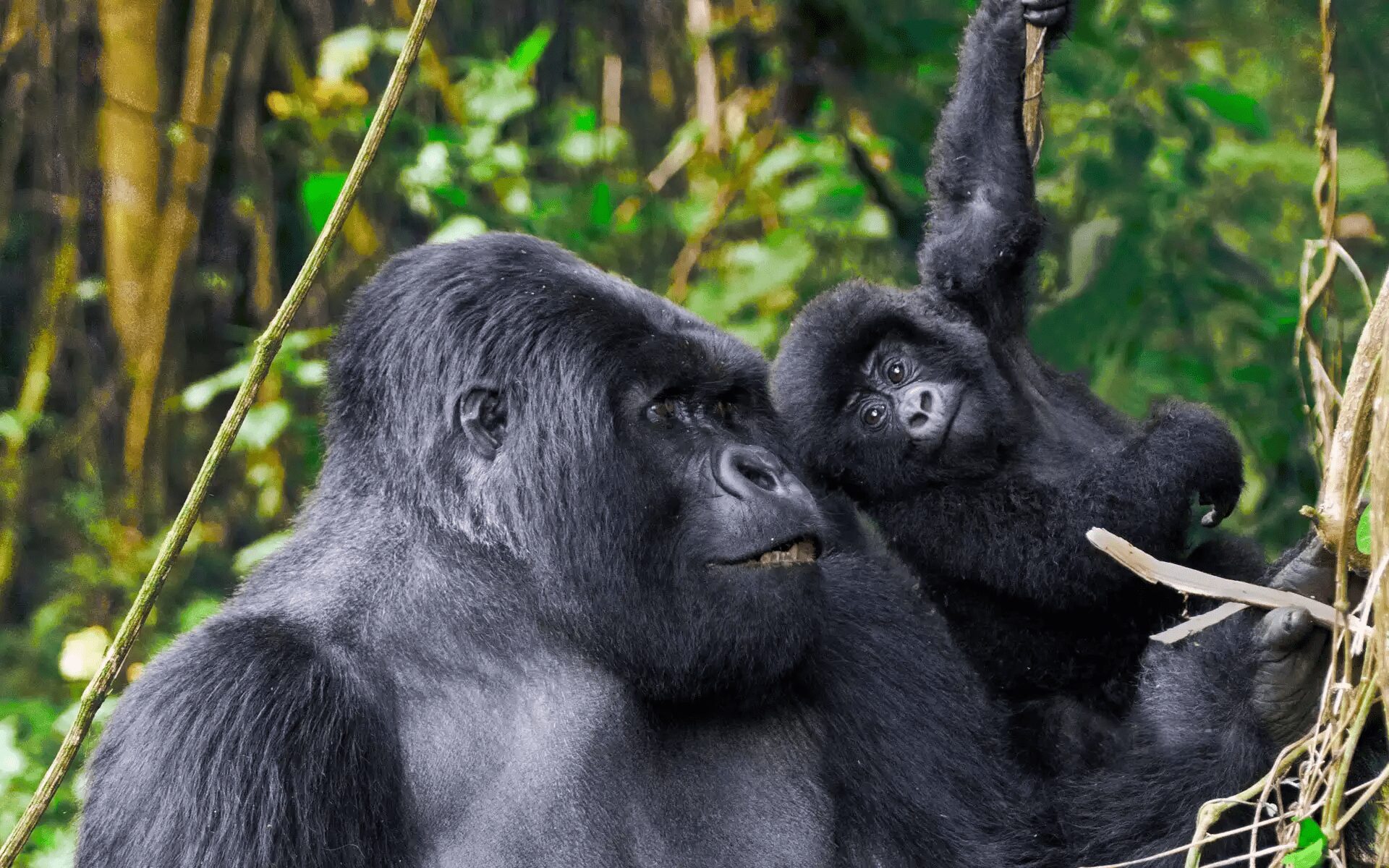 When Do Uganda's Baby Gorillas Appear? A Seasonal Guide for Wildlife Watchers Uganda gorilla baby season is one of the most misunderstood and frequently misrepresented topics in primate tourism planning, largely because most wildlife resources simplify gorilla reproduction into a generic, year round occurrence without explaining timing patterns, ecological influences, or observational probabilities In reality, mountain gorilla births in Uganda do not follow a strict seasonal cycle, but their visibility, observation likelihood, and behavioural context are strongly influenced by environmental conditions across ecosystems such as Bwindi Impenetrable National Park and Mgahinga Gorilla National Park Understanding when Uganda’s baby gorillas appear requires separating biological reproduction cycles from tourism visibility cycles Births occur throughout the year, but what visitors experience in the forest is shaped by gorilla group movement, trekking conditions, vegetation density, and infant developmental stages Gorilla Birth Patterns and Why There Is No Fixed Season Continuous Reproduction Cycle in Mountain Gorillas Mountain gorillas do not follow a seasonal breeding calendar Female gorillas can give birth at any time of the year depending on reproductive readiness, social stability, and group dynamics This results in a continuous but staggered birth distribution across gorilla populations In Uganda gorilla baby season discussions, this is the most critical correction: there is no synchronized birth period like some savannah herbivores or migratory bird species Long Gestation and Low Birth Frequency Mountain gorillas have a long gestation period of approximately eight and a half months, and females typically give birth once every four to six years This slow reproductive rate means that baby gorillas are always present somewhere in the population, but never concentrated into a visible seasonal cluster This biological structure ensures population stability but limits predictability for “baby viewing seasons ” Why Visitors Perceive Seasonal Baby Gorilla Patterns Visibility Bias During Dry Trekking Conditions Although births are year round, visitors often report seeing more baby gorillas during certain months This is not due to increased births but improved visibility conditions during trekking During drier trekking periods in Bwindi Impenetrable Forest, vegetation is slightly less dense, trails are more accessible, and tracking time is reduced This increases the likelihood of reaching gorilla groups during active social periods where infants are more visible Behavioural Activity Windows Baby gorillas are most observable during feeding, resting, and play phases These activities are influenced by weather conditions and group movement patterns rather than birth timing In ecosystems like Bwindi Impenetrable National Park, gorilla groups often adjust feeding intensity based on rainfall cycles, which indirectly affects how often infants are seen interacting Infant Gorilla Development Stages and Visibility Newborn Stage (0–3 Months) Newborn gorillas remain in constant physical contact with their mothers During this stage, visibility is limited because infants are typically carried and shielded within dense fur or maternal positioning This stage is the least likely for tourists to observe clearly, especially in dense forest conditions Early Exploration Stage (3–9 Months) At this stage, infants begin to separate briefly from their mothers and explore nearby vegetation or group members This is when most “baby gorilla sightings” occur during trekking experiences Play behaviour begins to emerge, including short climbing attempts and interaction with juveniles Juvenile Transition Stage (9 Months–3 Years) Juvenile gorillas become highly active, engaging in play, imitation, and social exploration This is the most visually engaging stage for visitors because movement is frequent and behaviour is expressive In Uganda gorilla baby season observations, this stage is often mistaken for “peak baby season” due to high visibility, even though it is unrelated to birth timing Seasonal Trekking Conditions and Baby Gorilla Sightings Rainy Season Trekking Context During wetter months in Bwindi Impenetrable National Park, trekking conditions become more physically demanding due to mud, reduced trail stability, and dense vegetation However, gorilla groups often feed more actively during or after rainfall, which can increase infant interaction visibility within groups once they are located The challenge is not absence of baby gorillas but reduced tracking efficiency and slower access to groups Dry Season Trekking Context During drier periods, trekking efficiency improves significantly Trails are more stable, search times are often shorter, and visibility within forest clearings improves This increases the probability of observing gorilla families during calm behavioural phases such as feeding or resting, where infants are more likely to be visible Social Structure Influence on Infant Visibility Silverback Positioning and Infant Protection The silverback plays a protective role in regulating group movement and infant safety In stable groups, infants are often kept within central positions during movement phases, reducing visibility during trekking However, during resting or feeding phases, infants may spread out slightly, increasing observation opportunities Maternal Behavioural Strategies Mother gorillas regulate infant exposure based on perceived environmental safety In more open or stable conditions, infants may be more visible and socially active In denser or more alert environments, they remain closely attached This behavioural adjustment affects how often visitors perceive “baby gorilla activity ” Gorilla Group Dynamics and Infant Interaction Role of Juveniles in Baby Socialisation Juvenile gorillas play a key role in infant development They initiate play interactions, which are among the most visually dynamic behaviours observed during trekking These interactions include climbing assistance, mock wrestling, and shared feeding exploration Alloparenting Behaviour In gorilla societies, non maternal care (alloparenting) is common Adult females and even some juveniles may interact with infants in protective or playful ways This increases the range of infant visibility across group members, making sightings more dynamic and distributed Habitat Influence on Baby Gorilla Observation Bwindi Impenetrable Forest Density Effects In Bwindi Impenetrable Forest, vegetation density directly influences visibility Thick undergrowth can obscure infants even when they are present within a few meters However, forest openings, feeding clearings, and ridge line rest areas significantly improve observation chances Mgahinga Forest Elevation Variation In Mgahinga Gorilla National Park, elevation gradients create slightly different vegetation structures, which can affect how often infants are visible during trekking Higher bamboo zones often provide clearer sightlines compared to lower dense forest sections Tracking Logistics and Baby Gorilla Encounter Probability Search Time and Encounter Duration The probability of seeing baby gorillas is strongly influenced by how quickly a gorilla group is located Shorter search times often result in longer observation windows, increasing infant interaction visibility Conversely, longer tracking times may reduce stationary observation duration, limiting detailed behavioural viewing Group Location Stability Some gorilla groups remain in more predictable zones depending on seasonal feeding patterns These stable locations indirectly improve infant observation frequency for trekking groups assigned to those families Misconceptions About Uganda Gorilla Baby Season Misinterpretation of Seasonal Birth Cycles One of the most common misconceptions is that Uganda gorilla baby season occurs at a specific time of year This is incorrect biologically, as reproduction is not seasonally synchronized Confusion Between Visibility and Birth Rate Many travellers confuse increased visibility of juveniles during dry trekking conditions with actual increases in birth frequency In reality, birth rates remain constant year round Overemphasis on Tourism Seasonality Models Standard safari season charts focus on weather and accessibility, not biological reproduction cycles This creates misleading assumptions about “best baby gorilla viewing months ” Field Reality of Observing Baby Gorillas in Uganda Behaviour Driven Observation, Not Calendar Based Prediction Baby gorilla sightings are determined by behavioural conditions rather than seasonal timing Feeding patterns, resting cycles, and group movement all influence visibility more than calendar months Unpredictability as a Core Feature Even under ideal trekking conditions, infant visibility cannot be guaranteed Gorillas decide movement and positioning based on internal group dynamics rather than tourist expectations Role of Guide Interpretation Experienced guides significantly influence observation success by interpreting gorilla movement patterns, predicting resting zones, and identifying likely infant activity areas Uganda Gorilla Baby Season as an Experience System Uganda gorilla baby season is not a biological event tied to specific months but a perception shaped by trekking conditions, group behaviour, and environmental visibility Baby gorillas are present throughout the year across Uganda’s mountain gorilla populations, but their visibility depends on how forest conditions, altitude, and group dynamics align during each trek In ecosystems like Bwindi Impenetrable National Park, the experience of seeing baby gorillas is less about timing and more about interaction with a continuously active and socially complex primate system operating within a dense and dynamic rainforest environment
