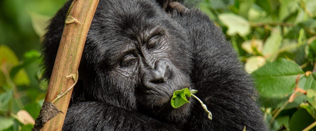 Uganda Gorilla Permit Cost