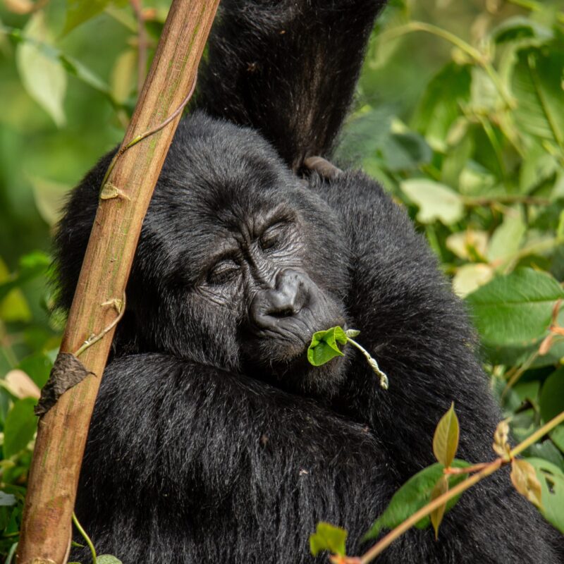 Uganda Gorilla Permit Cost
