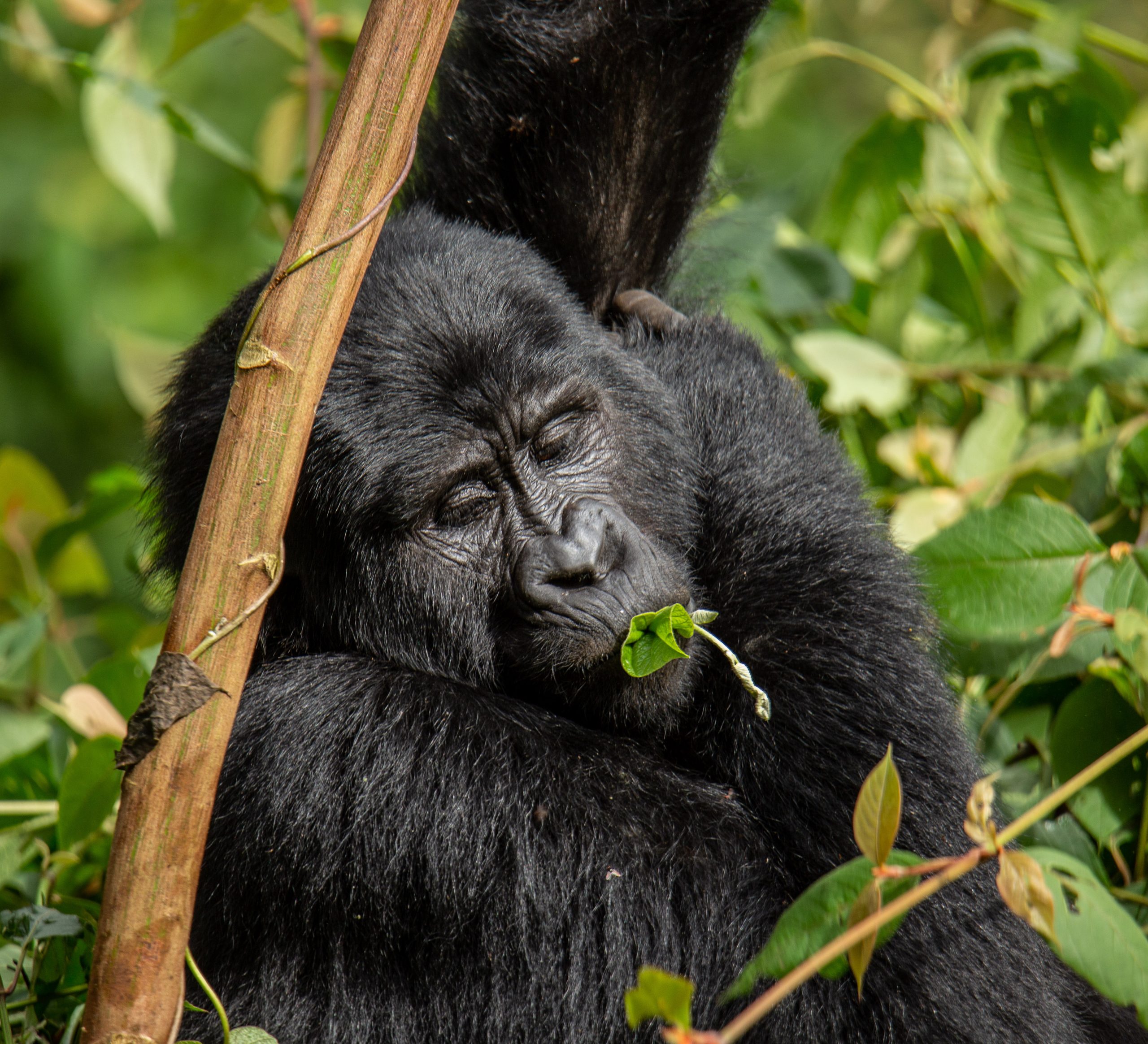 Uganda Gorilla Permit Cost