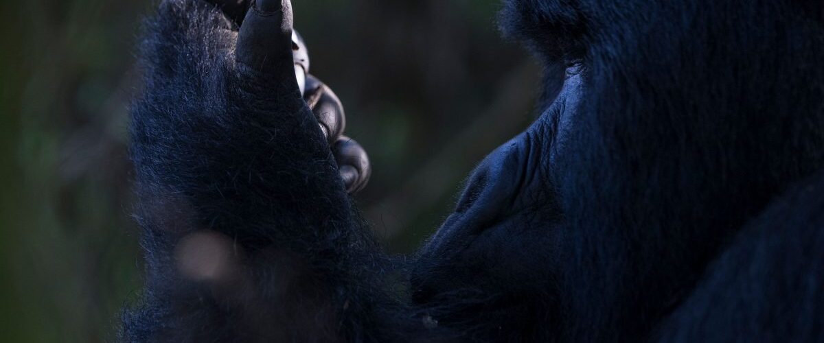 Rwanda vs Uganda for Gorilla Trekking