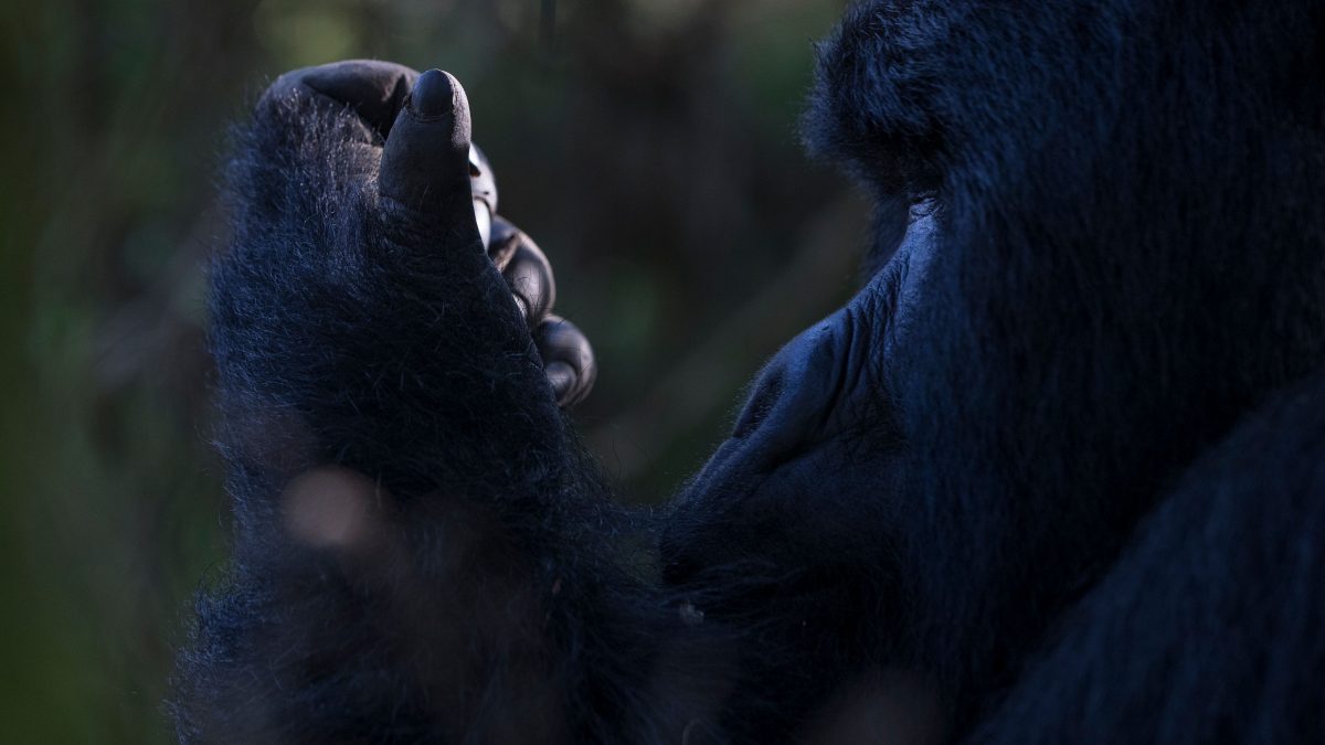 Rwanda vs Uganda for Gorilla Trekking