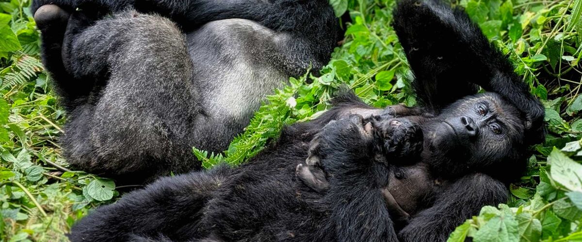 Gorilla Habituation vs Gorilla Trekking