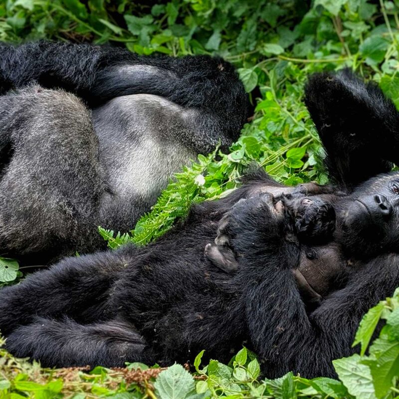 Gorilla Habituation vs Gorilla Trekking Gorilla Habituation vs Gorilla Trekking